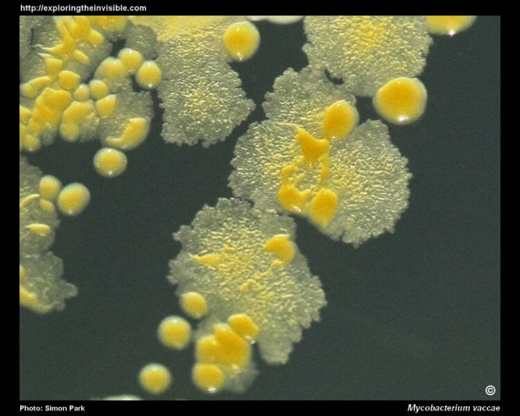 Mycobacterium_vaccae